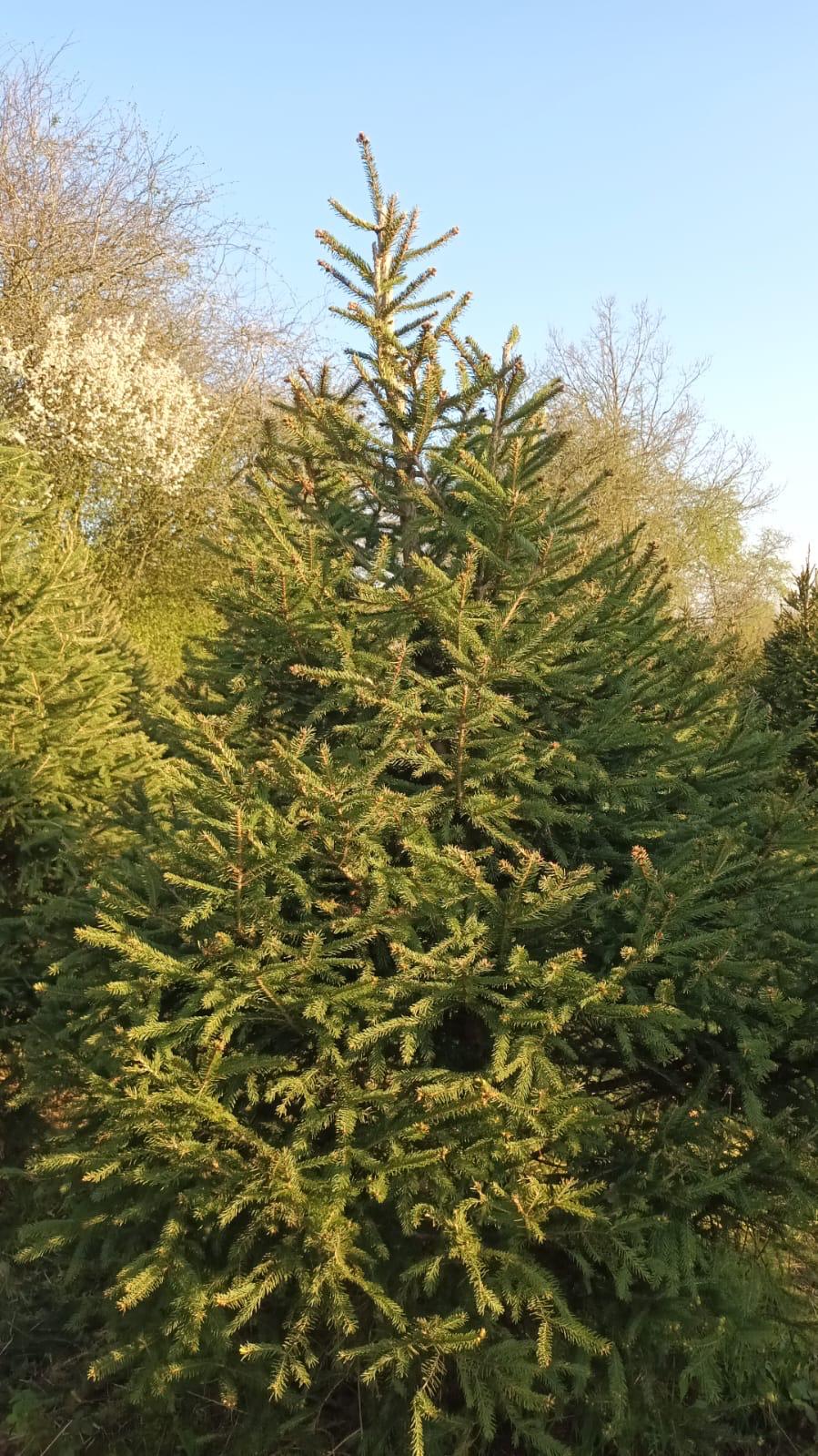 Sapin Épicéa